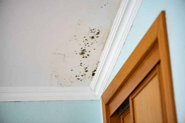 Best Insurance-Related Mold Remediation in Calvert, TX