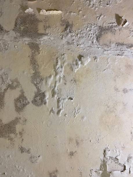 Professional Mold Remediation in Calvert, TX