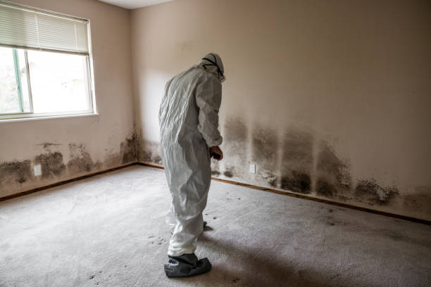 Best Health and Safety Mold Remediation in Calvert, TX