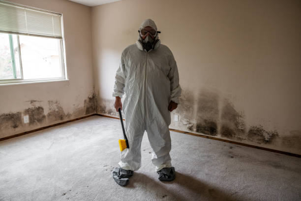 Best Basement Mold Remediation in Calvert, TX